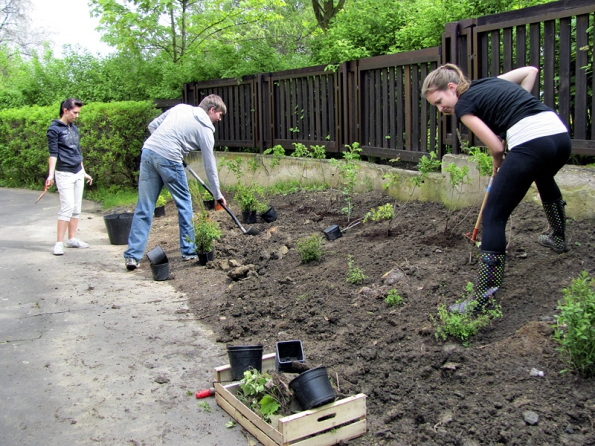 Keře v kontejnerech lze sázet i v průběhu vegetační sezóny. Je potřeba je velmi dobře zalít, případně prostor mezi nimi pokrýt mulčem. U víceřadých výsadeb nám hodně zjednoduší naši údržbu záhonů.