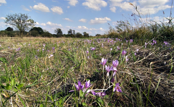 Ocún jesenní (Colchicum autumnale) rozkvétá v září na vlhkých loukách.