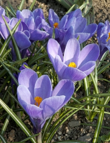 Modrofialová odrůda ´Grand Maitre´ patří k velkokvětým holandským hybridům šafránu jarního (Crocus vernus). Má o něco větší cibulky než botanické druhy, a proto je nutné jej sázet hlouběji.