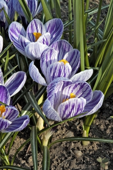 Velkokvětý hybrid šafránu jarního (Crocus vernus) Pickwick patří mezi nejpopulárnější odrůdy s žíhanými květy.