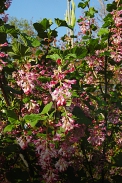 Meruzalka Ribes Sanguineum - Pokys Pink