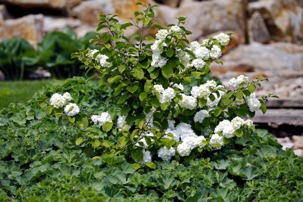 Rozkvetlý exemplář kaliny kulovité (Viburnum x carlcephalum) se v zahradě uplatní jako solitérní keř, nejen svým květenstvím, ale také podzimním zbarvením listů.
