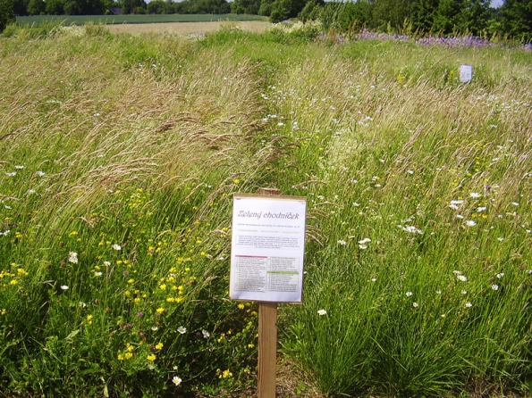 Mezi nejoblíbenější směsi semen firmy Planta Naturalis v Markvarticích patří směs zvaná Zelený chodníček, která je vhodná pro častěji sešlapávané plochy. Obsahuje přes 60 druhů semen.