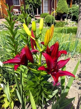 Krásu zahrady dotvářejí na mnoha místech rovněž mnohé odrůdy lilií (Lilium).