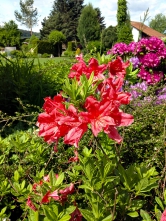 Romantický ráz zahrady navozují také azalky zářivě sytých barev, v tomto případě Rhododendron Knap Hill hybrid.