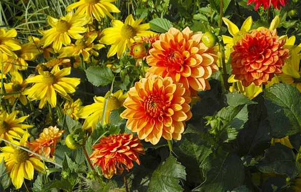 Dahlia Topaz