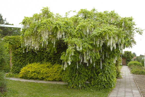 Vistaria Floribunda Longissima Alba