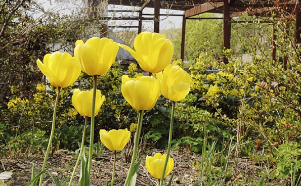 Tulipán