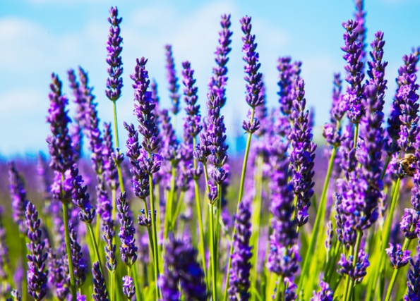 Levandule lékařská (Lavandula spica)