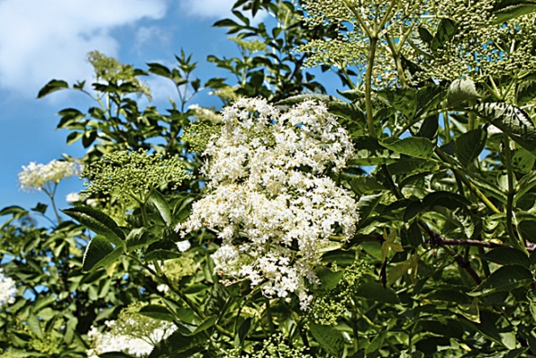 Ani letos nezapomeňte na květy bezu černého (­Sambucus nigra).