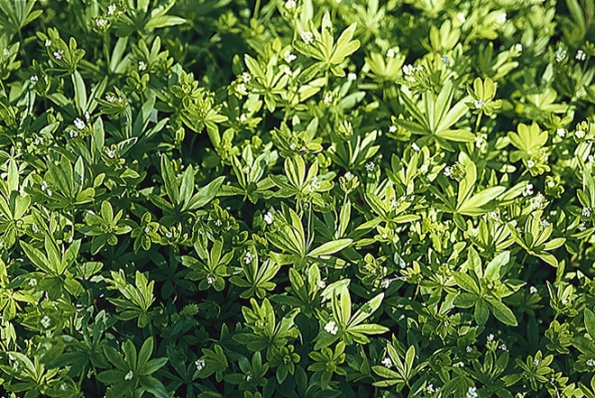 Mařinka vonná (Galium syn. Asperula odorata)