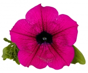 Zřejmě nejznámější odrůda petúnie Surfinia Purple Shihi Brilliant s květem tmavopurpurové barvy. Rostlina dorůstá převisů i přes jeden metr.