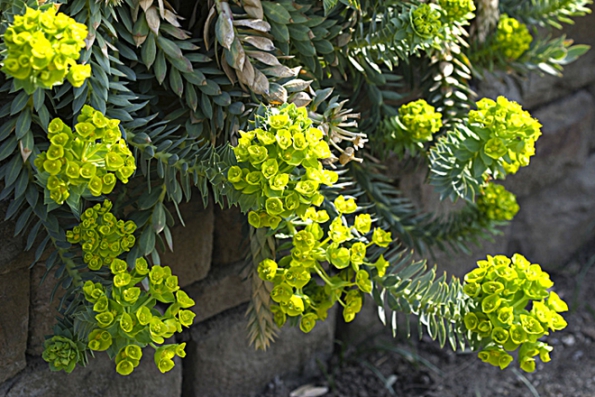 Pryšec myrtovitý (Euphorbia myrsinites, syn. Tithymalus myrsinites) má husté polštáře o výšce 15–25 cm a žlutozelené květy.
