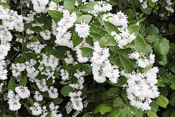 Pro zahradu jsou velmi cenné keře kvetoucí od června do konce léta. Trojpuk drsný (Deutzia scabra) a jeho odrůdy kvetou na přelomu června a července.