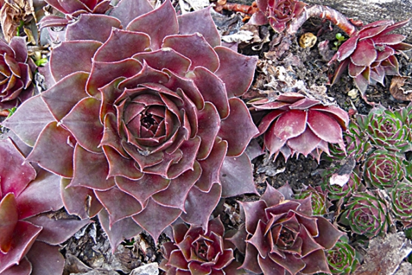 Netřesk (Sempervivum) má řadu druhů a odrůd různého vzhledu. Květ vyrůstá na listnatém stonku uprostřed růžice v červenci a v srpnu. Po odkvětu růžice zahyne. Snadno se množí oddělením růžic.