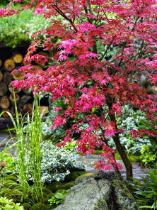 Acer palmatum ‘Deshojo‘ raší v sytě červeném odstínu. Později dospívající listy zezelenají, ale mladé lístečky jsou vždy červené. To přináší zajímavý efekt až do první poloviny léta.