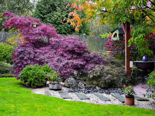 Acer palmatum ‘Dissectum Garnet‘ se vyznačuje široce rozložitým růstem. Dospělé rostliny připomínají červené obláčky nepravidelných tvarů. Pokud se do rostliny nezasahuje, v dospělosti vždy bývá spíš širší než vysoká.