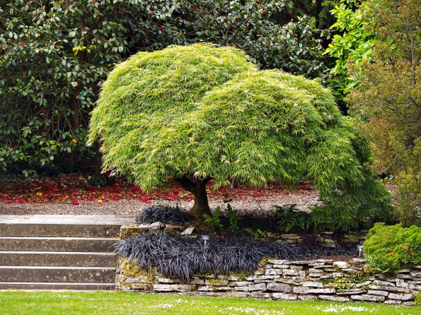 Acer palmatum ‘Dissectum‘ vytváří široce rozložité, ale nepříliš vysoké keříky zelené barvy. Na podzim se vybarvuje do žlutě oranžových odstínů.