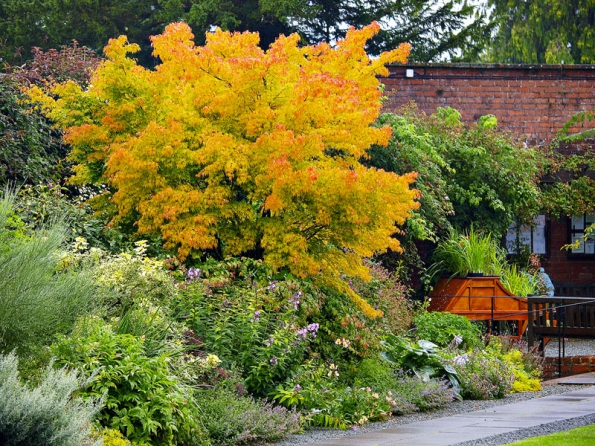 Acer palmatum ‘Sangokaku‘, někdy také označován jako ‘Senkaki‘, je během léta čistě zelené barvy. Na podzim se jeho barva mění do oranžově žlutých odstínů. Je velmi ozdobný i v zimním období, kdy jeho tenoučké větvičky získají svítivě červenou barvu.