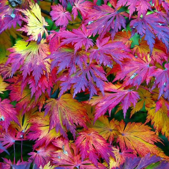 Acer japonicum ‘Aconitifolium‘ – má poměrně velké listy zelené barvy, které se na podzim mění do velmi nápadných světlých i tmavých odstínů.
