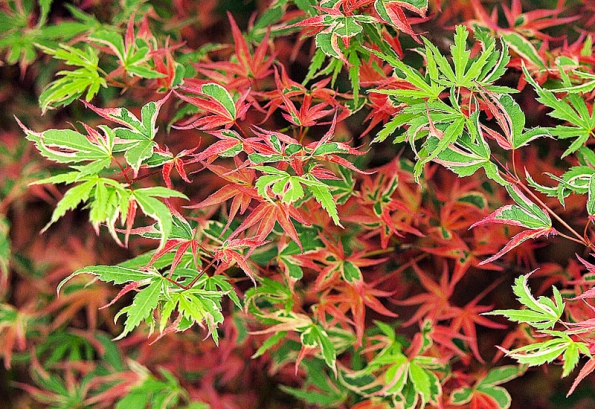 Acer palmatum ‘Beni-Shichi-Henge‘ – velmi proměnlivá odrůda s nápadným světlým proužkem na okraji listu. Zejména v podzimním období dochází na listech k četným proměnám v barevnosti.