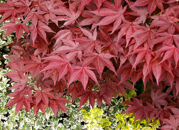 Acer palmatum ‘Atropurpureum‘ – jedna z nejběžnějších odrůd s tmavě červeným listem. Neroste příliš rychle, ale může v dobrých podmínkách i u nás dorůst až do velikosti kolem 5 m.