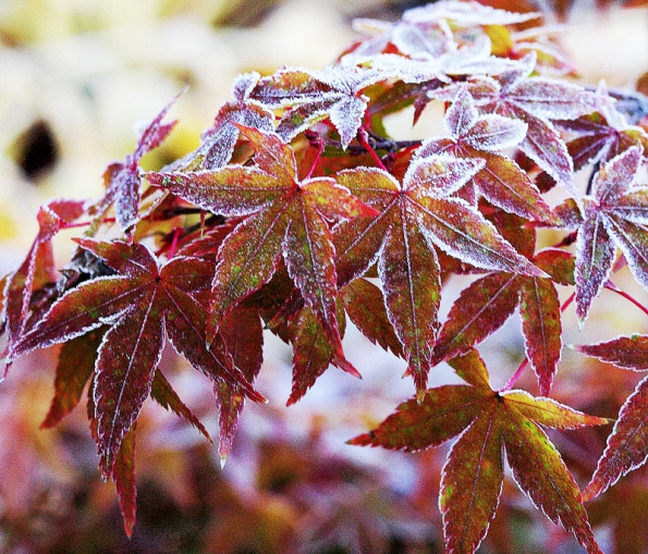 Acer palmatum ‘Little Princess‘ – nízká odrůda něžného vzhledu, je vhodná i pro pěstování v nejmenších zahradách i v nádobách na terasách.