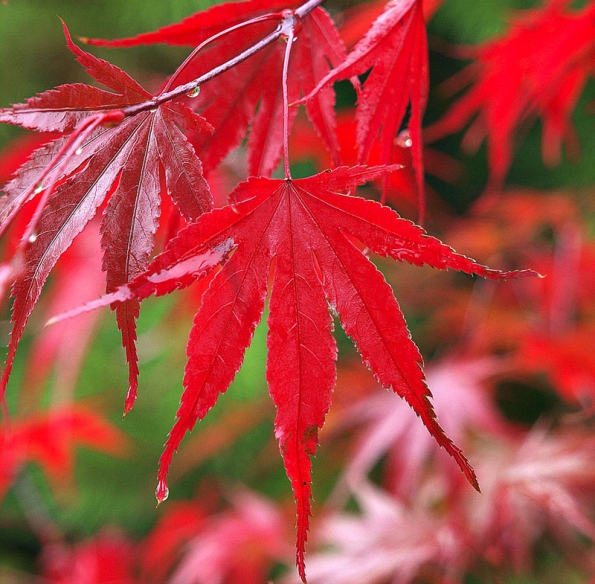 Acer palmatum ‘Nicholsonii‘ – bujná, široce rostoucí odrůda, raší v bronzovém odstínu, během léta jsou listy tmavě zelené, na podzim intenzivně rudé až mírně purpurové.