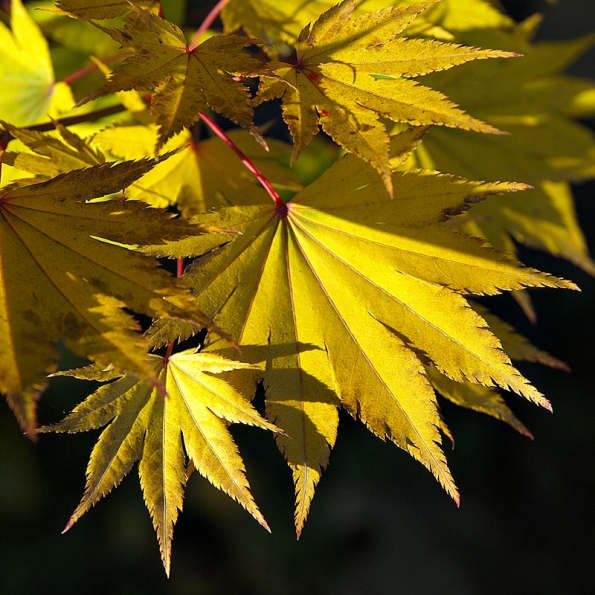 Acer shirasawanum ‘Jordan‘ – vyznačuje se zlatě žlutou barvou listů v období rašení. Během léta jsou listy světle zelené, na podzim žluté až žlutě oranžové. Roste vzpřímeně.