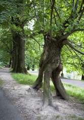 I s těmito „chůdovitými“ pozůstatky kmene je lípa v Hukvaldské oboře vitální (Foto: Martin Plocek)