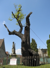 Vazba instalovaná v koruně památného stromu (Foto: Pavel Kyzlík)
