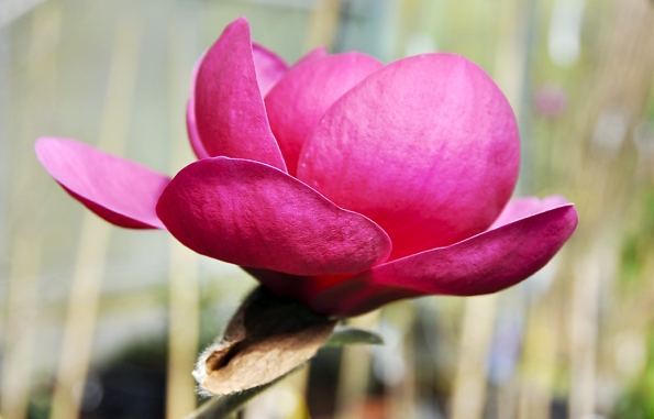 Krásný květ Magnolia Black Tulip
