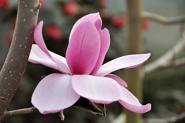 Nádherný květ šácholanu Magnolia Caerhays Belle