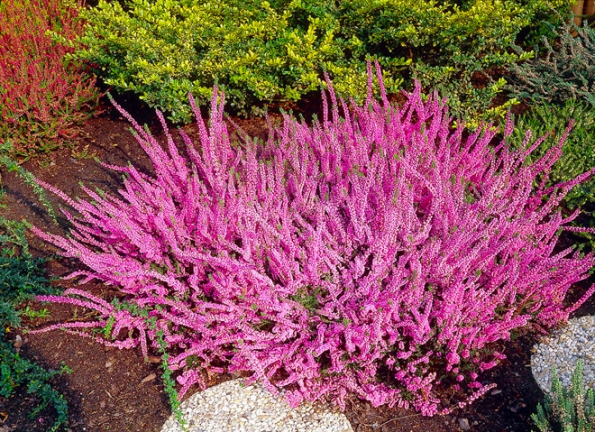 1. Vřes obecný (Calluna vulgaris) s mnoha odrůdami rozkvétá od září. Do balkonového truhlíku zapusťte i s květináčem.