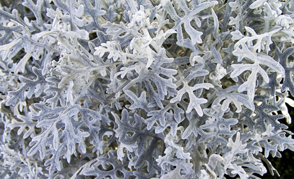 3. Starček přímořský (Senecio bicolor) již od září šedé listy doplňují skladbu podzimních a v nižších polohách zimních truhlíků. U nás letničkou, ve Středozemí trvalka.
