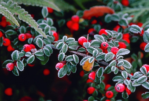 6. Skalník drobnolistý (Cotoneaster microphyllus), nízký, 25–59 cm vysoký keřík se stálezelenými listy a červenými plody. Nenáročný, roste na slunci i v polostínu.