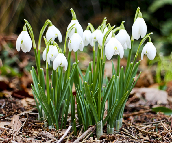 8. Sněženka podsněžník () a také talovín zimní (Eranthis hyamalis) a šafrány (Crocus) oživí truhlíky na balkoně a nádoby na terasách či střešních zahradách v únoru. Cibulky a hlízky vysazujte v srpnu nebo v září.