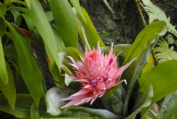 Aechmea fasciata patří k malým druhům rodu. Je spíše suchomilnější a potřebuje slunce, odmění se krásně stříbřitými listy, růžovými listeny a nebesky modrými květy.