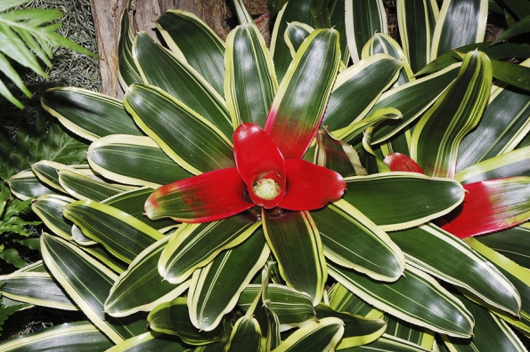 Neoregelia carolinae ´Variegata´ je pravděpodobně nejprodávanější bromélií světa. Rozrůstá se do barevných trsů, jednotlivé růžice mají asi 40–50 cm v průměru.