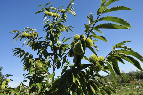 Kaštanovník setý (Castanea sativa)
