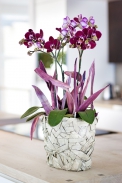 Český název „orchidej motýlokvětá“ získal druh Phalaenopsis díky tvaru květů, který připomíná křídla tropických motýlů.