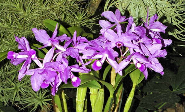 Cattleya Skinneri - veliké, zářivě barevné květy rodu Cattleya jsou pro mnoho lidí typickými orchidejemi.