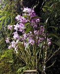Dendrobium Nobile pochází z chladných a sezonně suchých hor severního Thajska, Laosu, Vietnamu a jižní Číny.
