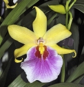 Miltassia „Sunset“ - velmi povedený hybrid rodů Miltonia a Brassia má rád pokojové teploty po celý rok.