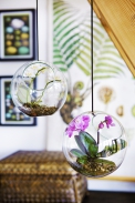 Nenáročnému druhu Phalaenopsis svědčí i velice skromné podmínky a díky tomu jsou na mnoho způsobů použitelné jako dekorace.