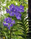 Vanda „Blue Magic“ - orchideje s květy dokonce i v legendární modré jsou novinkou posledních let.