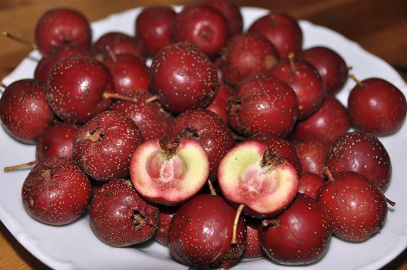 Hloh Shraderův je jedním z nejchutnějších hlohů, které u nás můžeme pěstovat. Chutná jako aromatická škrobovitá jablíčka. Má svoji lákavou osobitou chuť, kterou když jednou ochutnáte, určitě si ho zasadíte i na své zahradě.