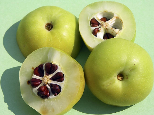 Plody kdoulovce jsou skvělou náhradou citronu, kterou si můžete vypěstovat téměř na každé zahradě.