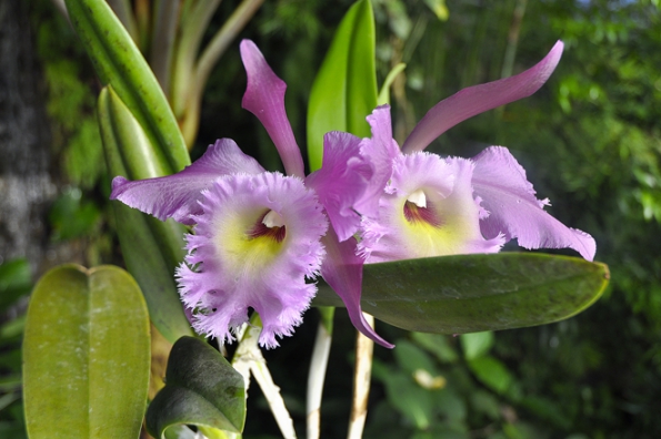 Únor a březen je obdobím hlavního kvetení orchidejí.