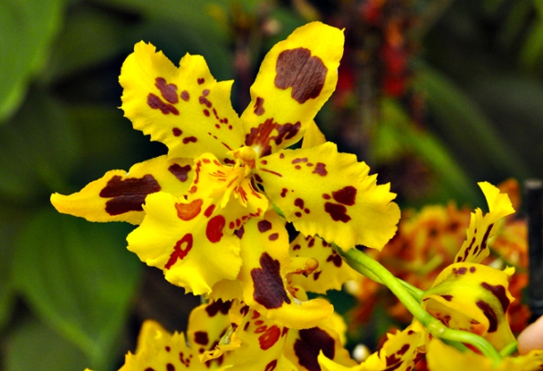 Odontocidium Mayfair vznikají vzájemným křížením stovky nejrůznějších hybridů.